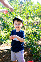 Blueberry Picking | Seawright Family | Watkinsville, GA