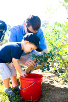 Blueberry Picking | Seawright Family | Watkinsville, GA