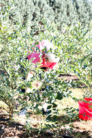 Blueberry Picking | Seawright Family | Watkinsville, GA