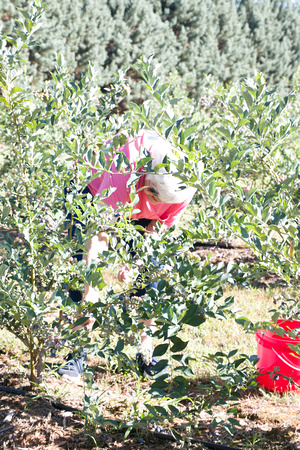 Blueberry Picking | Seawright Family | Watkinsville, GA