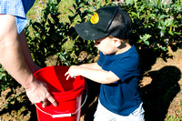 Blueberry Picking | Seawright Family | Watkinsville, GA