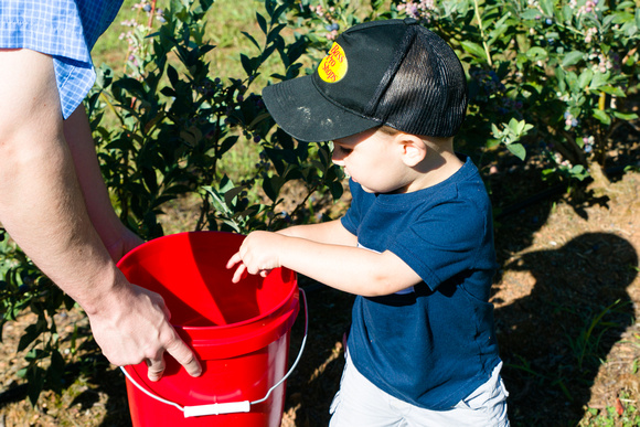 Blueberry Picking | Seawright Family | Watkinsville, GA