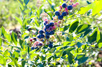 Blueberry Picking | Seawright Family | Watkinsville, GA