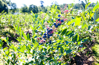 Blueberry Picking | Seawright Family | Watkinsville, GA