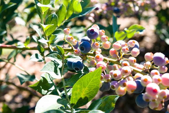 Blueberry Picking | Seawright Family | Watkinsville, GA